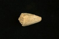 藏品(晚霞芋螺)的圖片